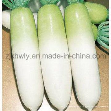 White Radish